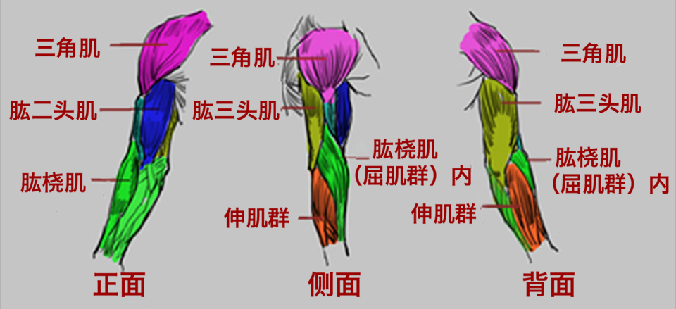 手臂的结构是由上臂的三角肌,肱三头肌,肱二头肌,肱肌和下臂的肱桡肌